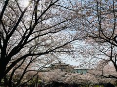-武汉大学-樱园