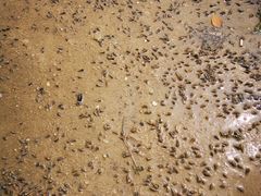 -北海金海湾红树林生态旅游区