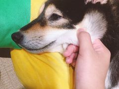 -逗柴咖啡屋·狗咖猫咖宠物桌游