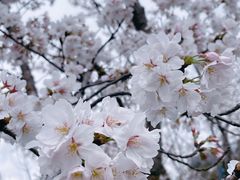 -高东镇樱花园