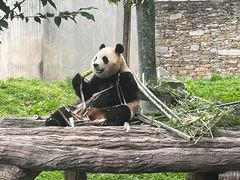 -卧龙中华大熊猫苑神树坪基地