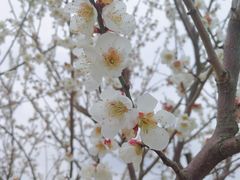 -香雪海