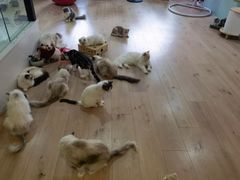 -Bastet sally猫舍购宠(静安店)