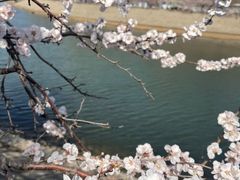 -桃花堤公园