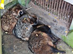 -西霞口神雕山野生动物世界