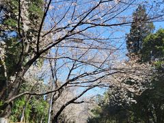 -武汉大学-樱园