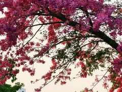 -东莞植物园