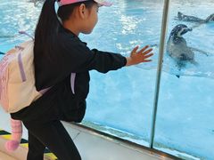 -帝企鹅自助餐厅•儿童岛•真企鹅(长隆企鹅酒店)