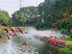 -广州长隆飞鸟乐园