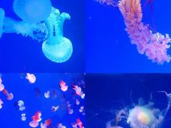 -海合安青岛极地海洋公园