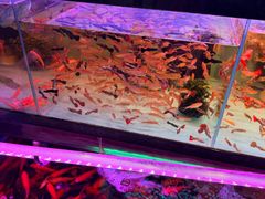 -双季花艺园艺市场(浦东店)