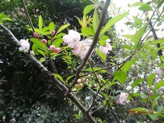 -武汉大学-樱园