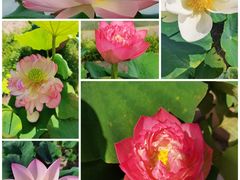 -莲花池公园