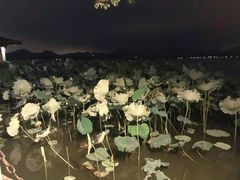-西湖游船