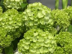 -爱尚幸福鲜花(上地实体店)