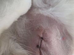 -纳吉亚猫专科动物诊疗中心(蒋宅口分院)
