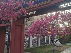 -桃花堤公园