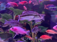 -中环花鸟鱼虫市场