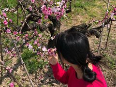 -南汇水蜜桃采摘(大团店)