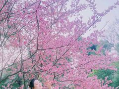 -武汉大学-樱园