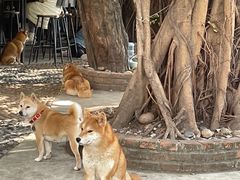 -柴犬高等学院·狗咖·柴犬售卖·宠物训练