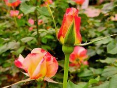 -人民公园(罗湖区)