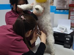 -艾贝尔宠物医院·宠保定点·超声绝育·免疫点(樱花路店)