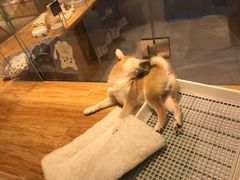 -狗道宠物(常熟印象城店)
