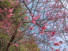 -白塘生态植物园