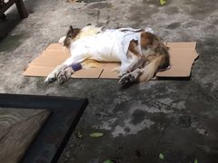 -严国平动物医院(德政总院)