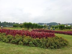-空港花田景区