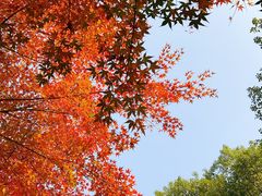 -昆山城市生态森林公园