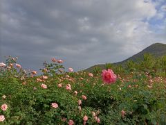 -亚龙湾国际玫瑰谷
