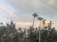 -东郊椰林