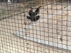-深圳野生动物园