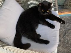 -喵屿·大理花园猫咖