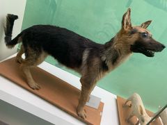 -国家自然博物馆