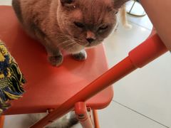 -平行世界·猫咖(首经贸店)