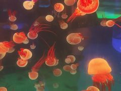 -左海海底世界