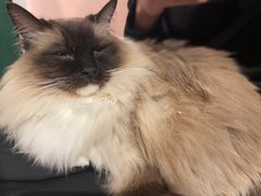 -猫儿山۰猫主题餐厅
