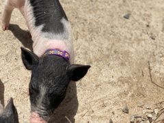 -前小桔亲子创意农场·草莓采摘·露营烧烤