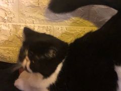 -平行世界·猫咖(首经贸店)