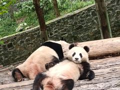-都江堰中华大熊猫苑