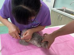 -北京观赏动物医院·24小时大型综合·猫专科·异宠专科