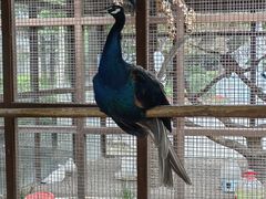 -南宫五洲植物乐园