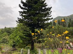 -深圳仙湖植物园