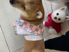 -怪兽屋·羊驼·猫咖·狗咖(俊华广场店)