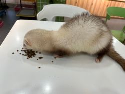 -Moni星球萌宠·小马宝莉·灵蛇·高端高阶全萌宠互动体验俱乐部(红豆国际广场店)
