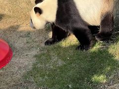 -西霞口神雕山野生动物世界