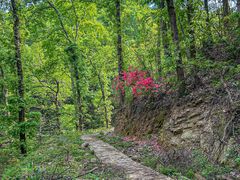 -素山寺森林公园